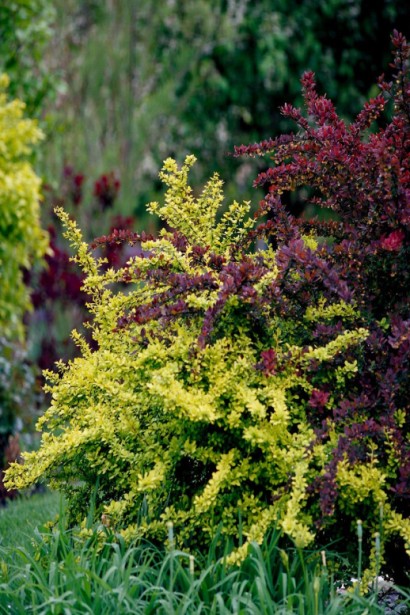 Барбарис тунберга Голден Карпет 